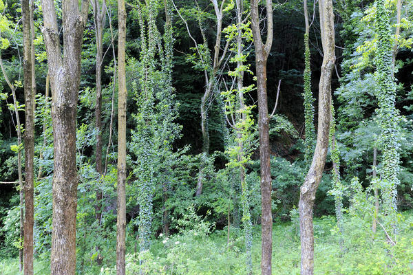 Trees covered with ivy. Berbenno di V.na, Valtellina, Lombardy, Italy.