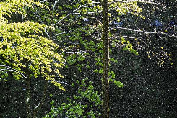 The sun-leaked snow falls from the trees. Bagni di Masino, Valmasino, Lombardy, Italy.