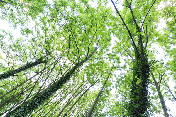 Trees covered with ivy. Berbenno di V.na, Valtellina, Lombardy, Italy.