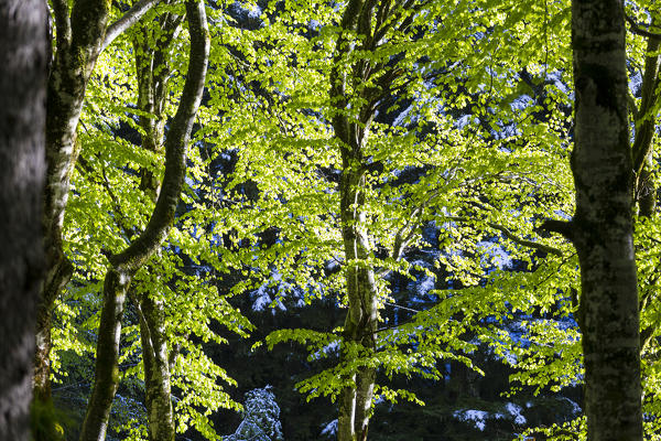 Contrast between trees lit by the sun and trees in the shade. Bagni di Masino, Valmasino, Lombardy, Italy.