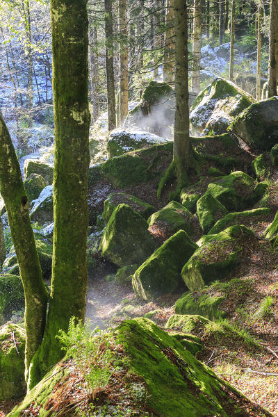 Heat of the sun melts the snow crating steam puffs in the forest. Bagni di Masino, Valmasino, Lombardy, Italy.