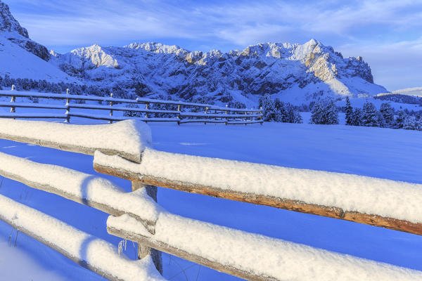 Forked with a view on the Odle of Eores. Erbe Pass, Funes Valley, South Tyrol, Dolomites, Italy