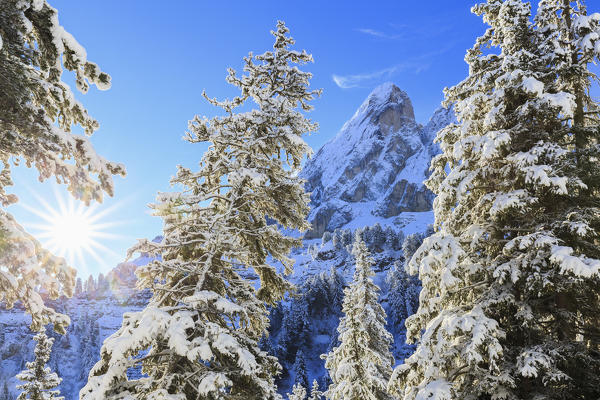 Sass de Putia and forest after a snowfall. Funes Valley, South Tyrol, Dolomites, Italy