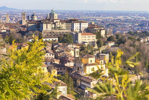 Mimosa bloom in front the upper towen of Bergamo, Lombardy, Italy.