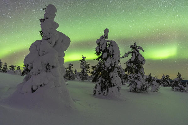 Northern lights at Pallas-Yllästunturi national park, Muonio, Lapland, Finland, Europe