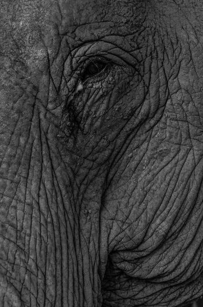 Luang Prabang, Laos. Black and white portraif of an Asian Elephant.