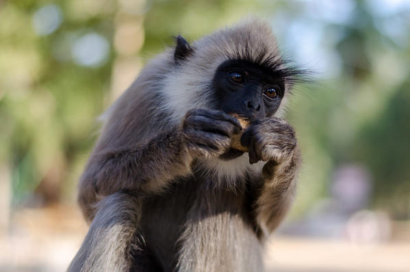 Kataragama, Monaragala District, Uva, Sri Lanka, Southern Asia. A monkey having a snack.