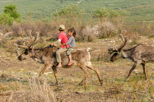 Two Tsaatan brothers ride their reindeer back to their 
