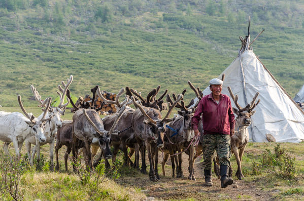 A Tsaatan man and his reindeer, Tsaatan Camp, Hovsgol Province, Northern Mongolia.