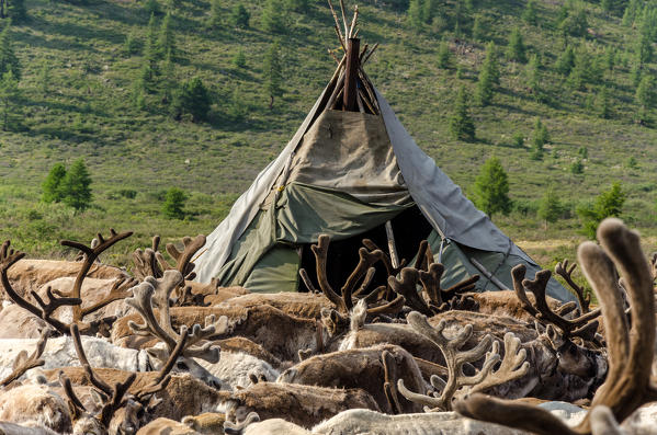 Reindeer gather around a tepee, Tsaatan Camp, Hovsgol Province, Northern Mongolia.