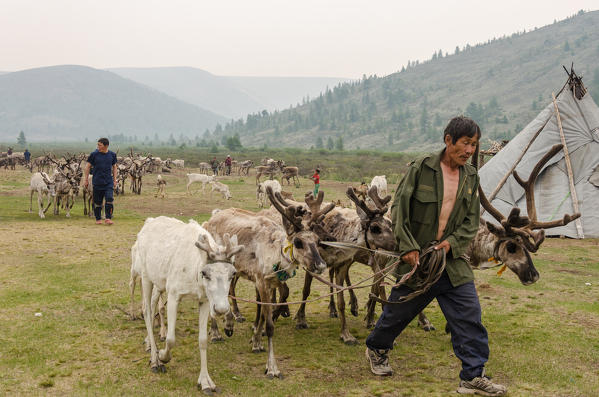A Tsaatan man and his reindeer, Tsaatan Camp, Hovsgol Province, Northern Mongolia.