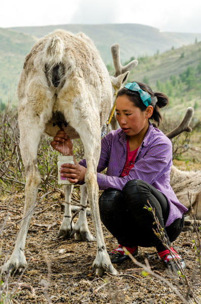 A Tsaatan girl milks her reindeer, Tsaatan Camp, Hovsgol Province, Northern Mongolia.