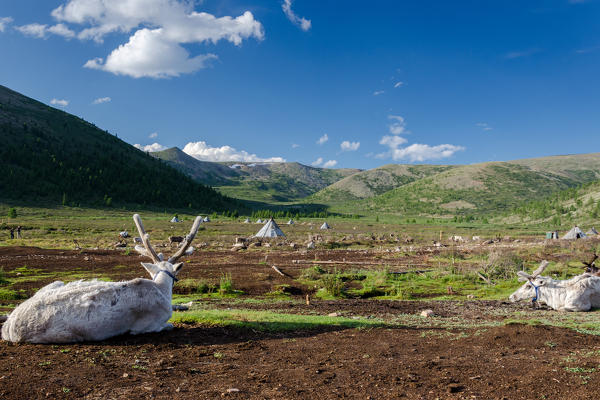 A view of the Tsaatan Camp, Hovsgol Province, Northern Mongolia.