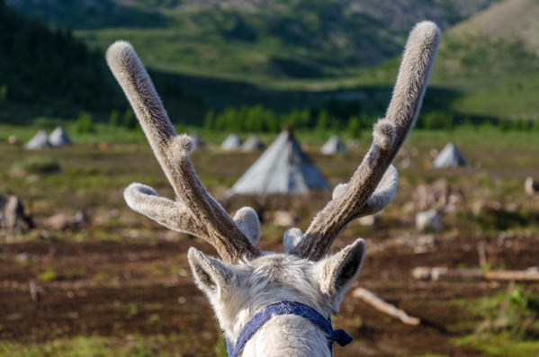 A view of the Tsaatan Camp, Hovsgol Province, Northern Mongolia.