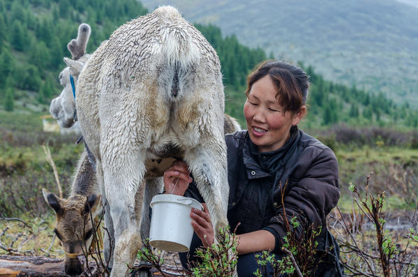 A Tsaatan woman milks her reindeer, Tsaatan Camp, Hovsgol Province, Northern Mongolia.