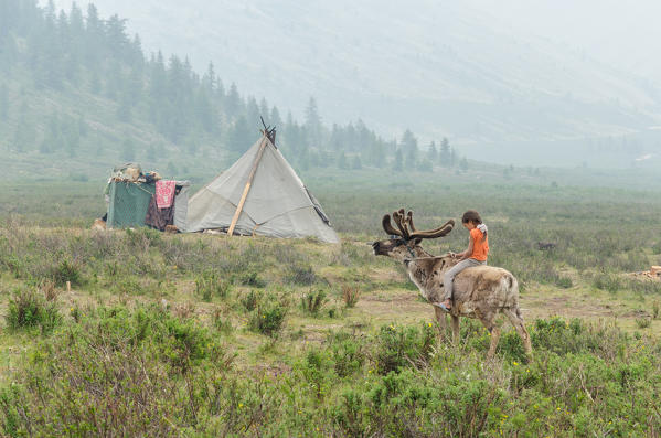 A Tsaatan girl rides her reindeer back to her 