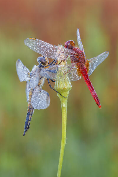 Crocothemis Erythraea, Libellula Quadrimaculata, Como province, Lombardy, Italy, Europe