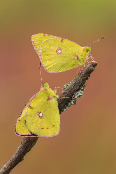 Colias Croceus, Como province, Lombardy, Italy, Europe