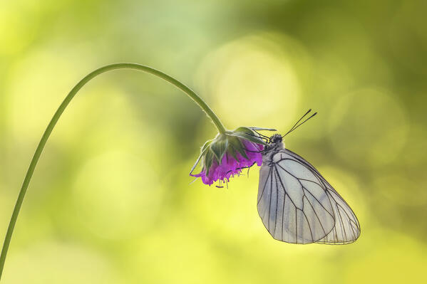 Black-Veined White (Aporia crataegi), Monte Barro Natural Park, Lecco province, Lombardy, Italy, Europe