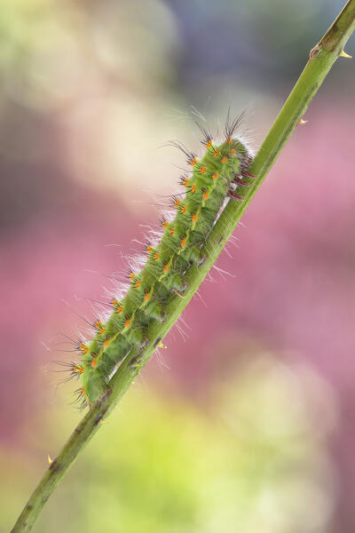 Saturnia pavoniella caterpillar in the fourth stage, Monte Barro Natural Park, Lecco province, Lombardy, Italy, Europe