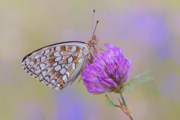 Niobe Fritillary butterfly (Fabriciana niobe), Campodolcino, Sondrio province, Spluga valley, Lombardy, Italy, Europe
