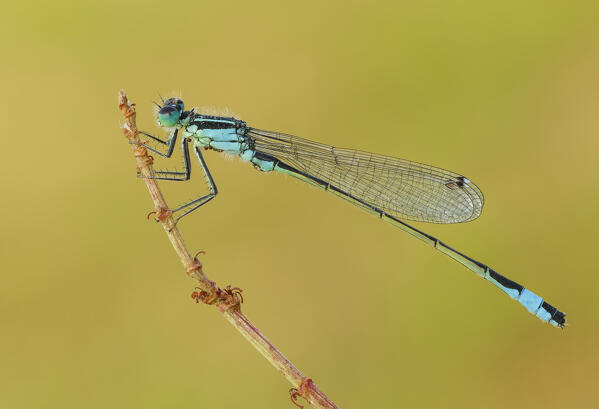 Ischnura elegans (Blue-tailed damselfly), Como, Lombardy, Italy, Europe