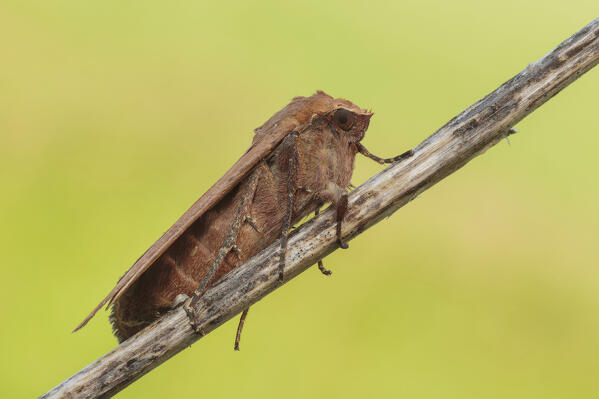 Noctua pronuba moth (Large yellow underwing), Como, Lombardy, Italy, Europe