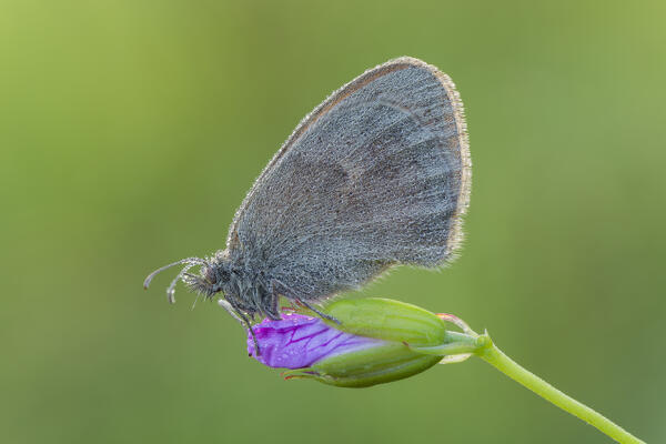 Coenonympha pamphilus (Small heath), Como, Lombardy, Italy, Europe