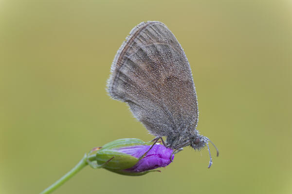 Coenonympha pamphilus (Small heath), Como, Lombardy, Italy, Europe