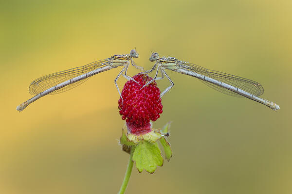 Platycnemis pennipes (White-legged damselfly), Como, Lombardy, Italy, Europe