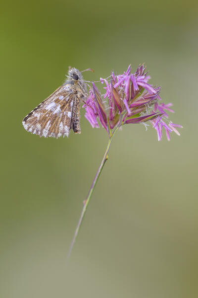Pyrgus (Skipper), Parco Regionale di Montevecchia e della Valle del Curone, Brianza, Lecco province, Lombardy, Italy, Europe