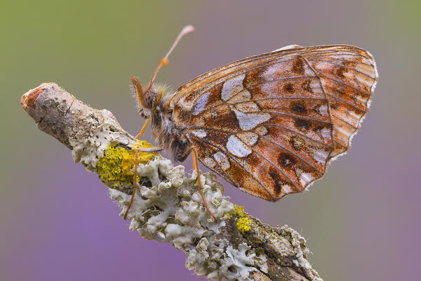 Boloria dia (Weaver's fritillary), Parco Regionale di Montevecchia e della Valle del Curone, Brianza, Lecco province, Lombardy, Italy, Europe