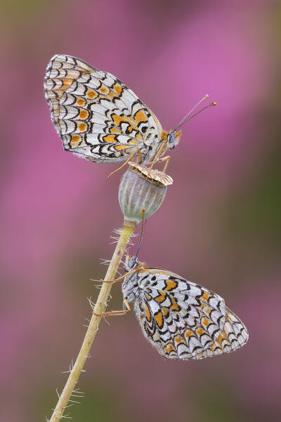 Melitaea phoebe (Knapweed fritillary), Como province, Lombardy, Italy, Europe