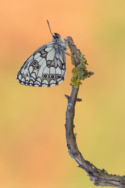 Melanargia galathea (Marbled white), Como province, Lombardy, Italy, Europe