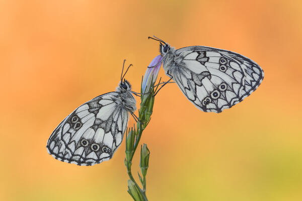 Melanargia galathea (Marbled white), Como province, Lombardy, Italy, Europe