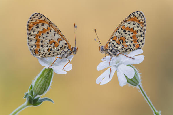 Melitaea didyma (Red-band fritillary), Como province, Lombardy, Italy, Europe
