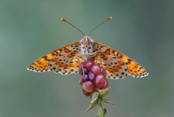 Melitaea didyma (Red-band fritillary), Como province, Lombardy, Italy, Europe