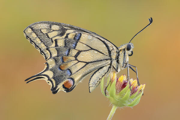 Papilio machaon (Common yellow swallowtail), Como province, Lombardy, Italy, Europe