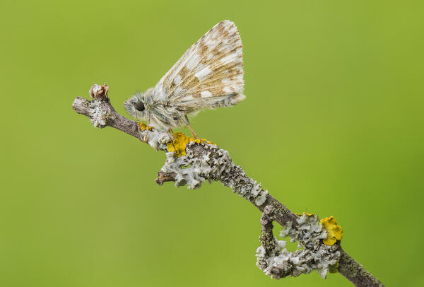 Pyrgus malvoides (Southern grizzled skipper), Como province, Lombardy, Italy, Europe