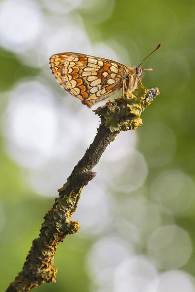 Melitaea nevadensis, Como province, Lombardy, Italy, Europe