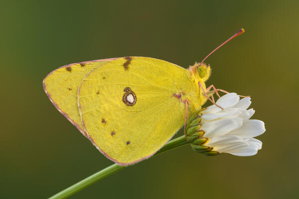 Colias croceus (Clouded yellow), Como province, Lombardy, Italy, Europe