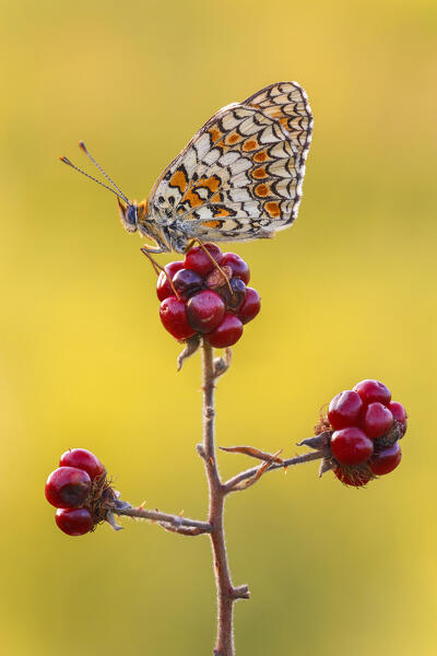 Melitaea phoebe (Knapweed fritillary), Como province, Lombardy, Italy, Europe