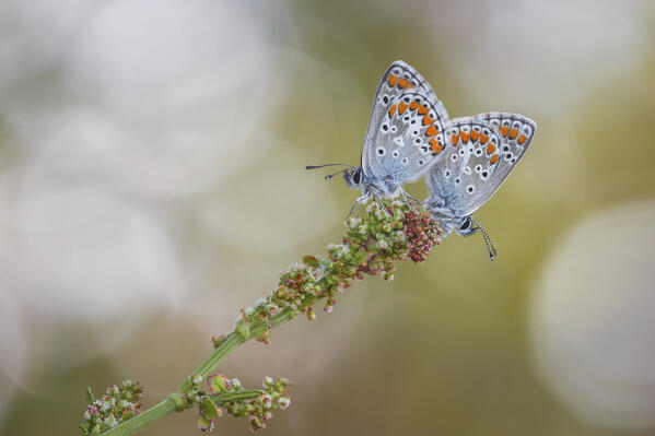 Butterflies mating. Aricia agestis (Brown argus), Como province, Lombardy, Italy, Europe