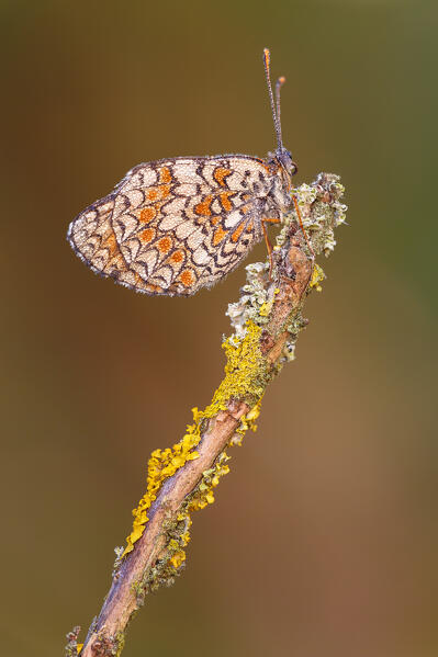 Melitaea phoebe (Knapweed fritillary), Como province, Lombardy, Italy, Europe