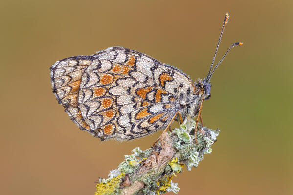Melitaea phoebe (Knapweed fritillary), Como province, Lombardy, Italy, Europe