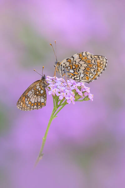Melitaea nevadensis and Melitaea phoebe (Knapweed fritillary), Como province, Lombardy, Italy, Europe