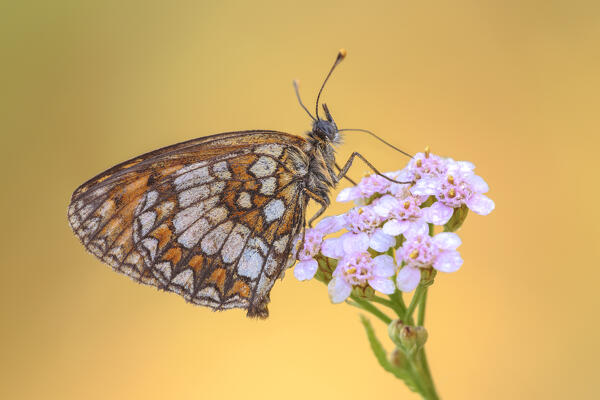 Melitaea nevadensis, Como province, Lombardy, Italy, Europe