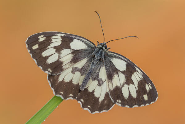 Melanargia galathea (Marbled white), Como province, Lombardy, Italy, Europe