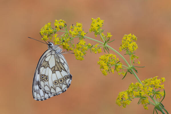 Melanargia galathea (Marbled white), Como province, Lombardy, Italy, Europe
