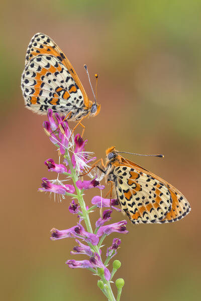 Melitaea didyma (red-band fritillary), Como province, Lombardy, Italy, Europe